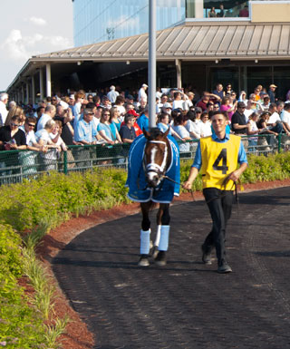 A race horse walks past the crowd.